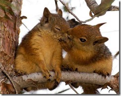 squirrel.friends.animals,cute,love,wild,life,animal,kiss-0234b807ffd68088bcbc8b2247324e1d_h