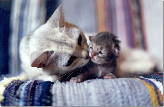 kitten.love.cute,animals,cat,love,animal,love,goodnight,kiss-140644ea2a7a8551ba65e2e230f8c933_h