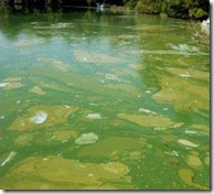 Drought Deadly Algae