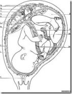 Placenta--ReproductiveSystem